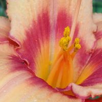Janice Davidson Photo 29