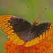 Diana Waldron Photo 7