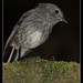 Robin Bond Photo 36