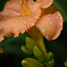 Elizabeth Stout Photo 11