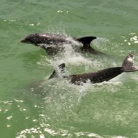 Pauline Young Photo 27