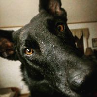 Marcella Ingram Photo 9