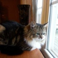 Christine Westfall Photo 7