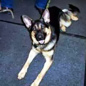 Mark Peebles Photo 26