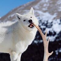 Johnny Chase Photo 4