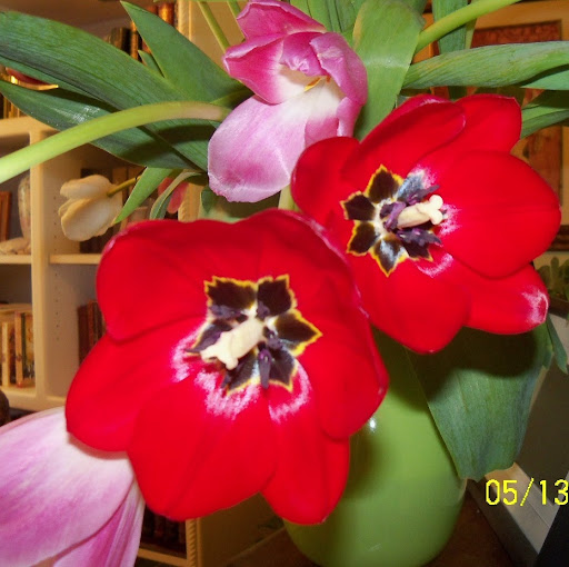 Elizabeth Constantine Photo 4