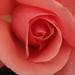 Rose Shields Photo 26