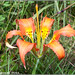 Lily Pierson Photo 2