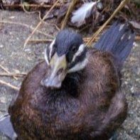 John Duckworth Photo 7