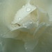 Deborah Rose Photo 15