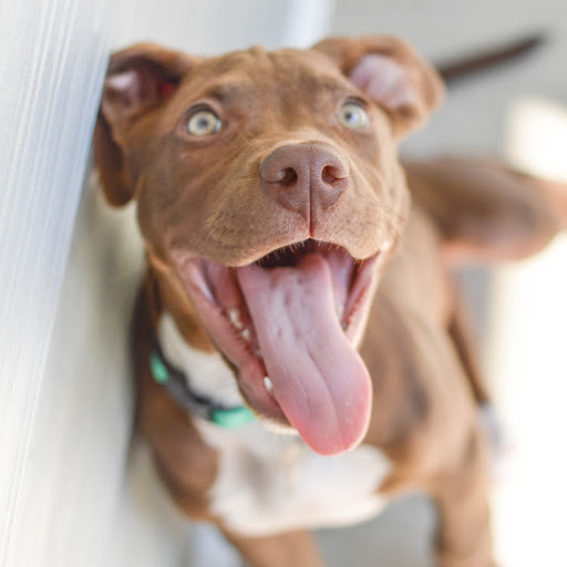 David Ballard Photo 39