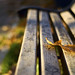 Elizabeth Foglia Photo 4