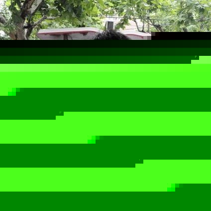 Brian Chang Photo 22