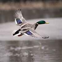 Gerald Hamilton Photo 32