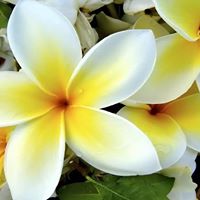 Julie Hoashi Photo 1