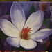 Debra Dye Photo 6