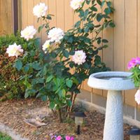 Ann Stephens Photo 37