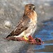 Janet Hawks Photo 26