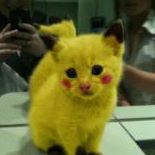 Steven Rodrigue Photo 10