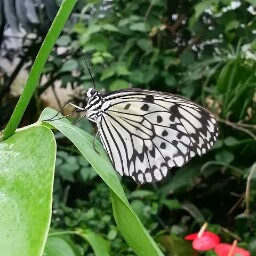 Sarah Constant Photo 12