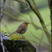 Robin Hubbard Photo 27
