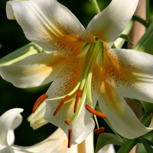 Julia Kerr Photo 20