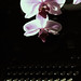 Sue Ho Photo 35