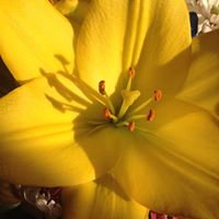 Trudy Driscoll Photo 2