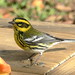 Linda Townsend Photo 46