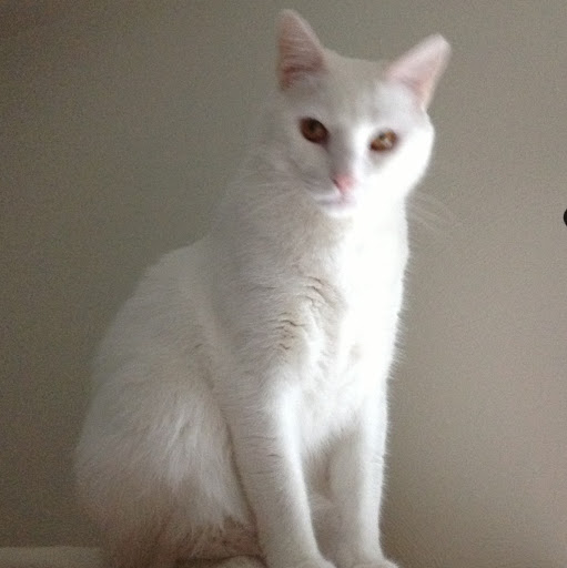 Steven Burrows Photo 13