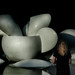 Laurie Hawkes Photo 1