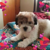 Sharon Tidwell Photo 26