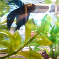 Frederick Alexander Photo 21