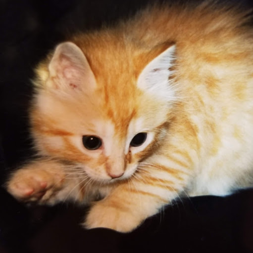 Deborah Mccutcheon Photo 2