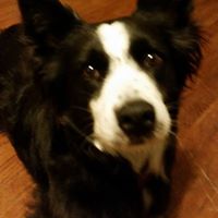 Christian Shepherd Photo 21