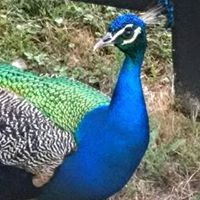 Donna Fogle Photo 15