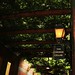 Stephen Chesser Photo 6