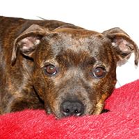 Amanda Prosser Photo 17