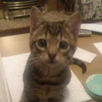 Victoria Moss Photo 12