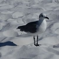 Sherry Mclaughlin Photo 31