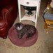 Cindy Thurman Photo 26