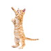 Ginger Witte Photo 12