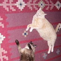 Cynthia Finch Photo 13