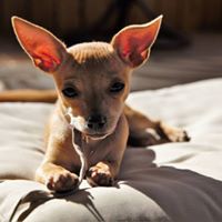 Elizabeth Tribble Photo 14