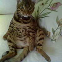 Christine Harley Photo 18