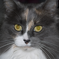 Bruce Albert Photo 11