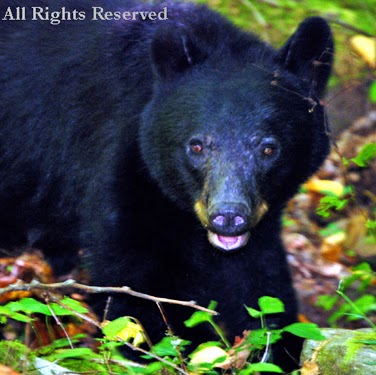 Debra Farris Photo 4