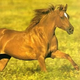 Sandra Carcamo Photo 18