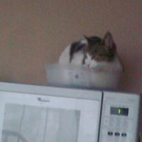 Anne Crowley Photo 21