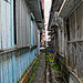 Kin Cho Photo 2